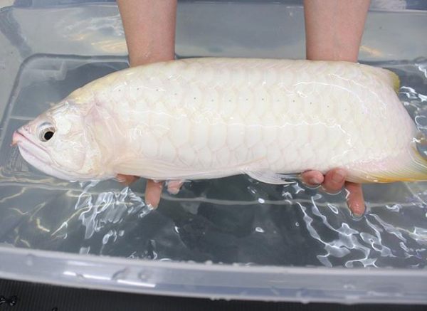 Platinum Asian Arowana Banjar Red 1.png