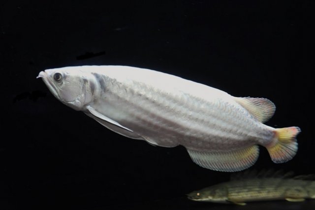 Platinum Jardini Arowana 4.jpg