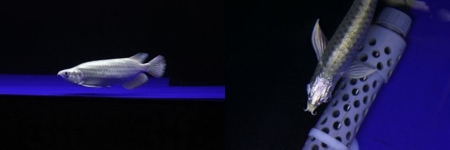 Platinum Jardini Arowana King 1.jpg