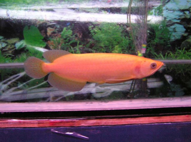 Albino Jardini Arowana 1.jpg