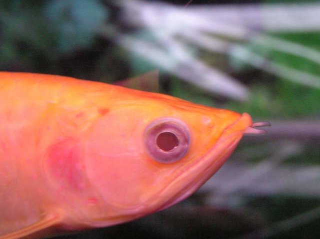 Albino Jardini Arowana 2.jpg