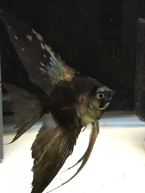 Smokey Pinoy Paraiba 01.jpg