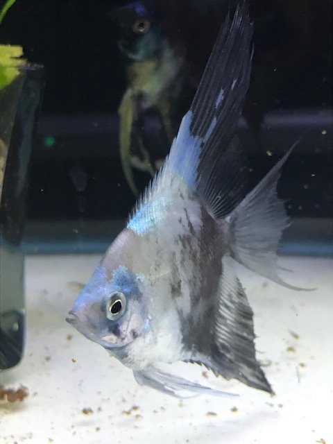 Smokey Paraiba 1.jpg
