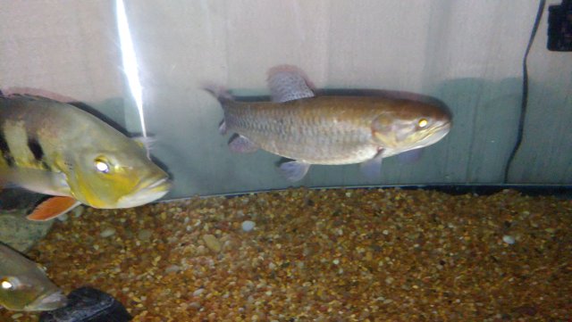 Big Gold Wolf Monsterfishkeepers Com