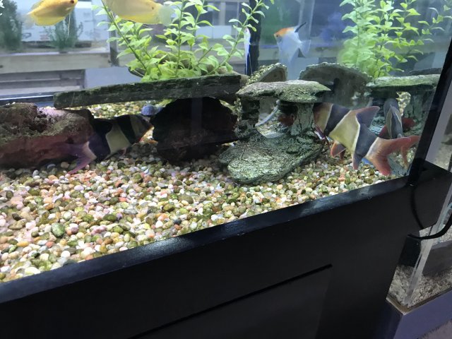 Loaches at LFS.jpg Loaches at LFS.jpg