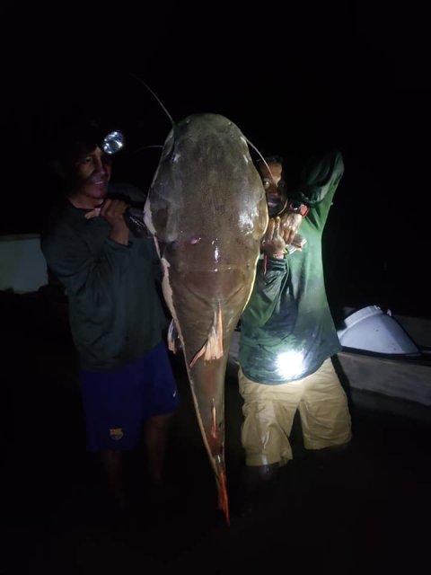 Catching catfishes in Suriname trip.