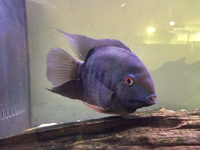 green severum.JPG