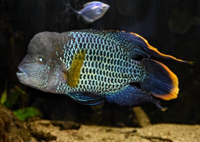 1391CE6B-0053-40CD-AE25-8E0E4A37B50C.jpeg 1391CE6B-0053-40CD-AE25-8E0E4A37B50C.jpeg