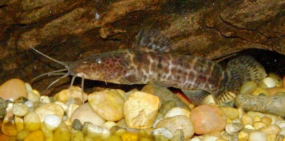 p. monkei.JPG