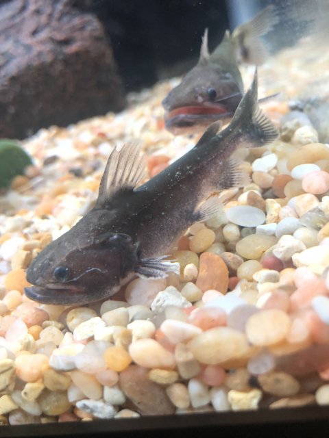 F4F4DD34-D7D9-4CF8-A645-21A0A98EB617.jpeg F4F4DD34-D7D9-4CF8-A645-21A0A98EB617.jpeg