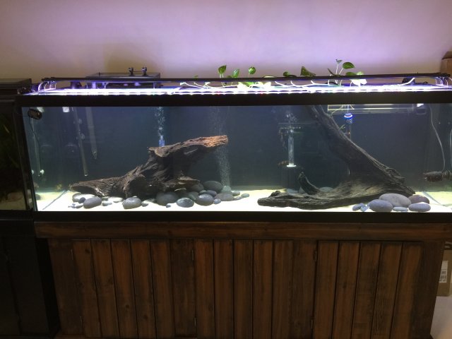 125g Clown Loach Redo.jpg