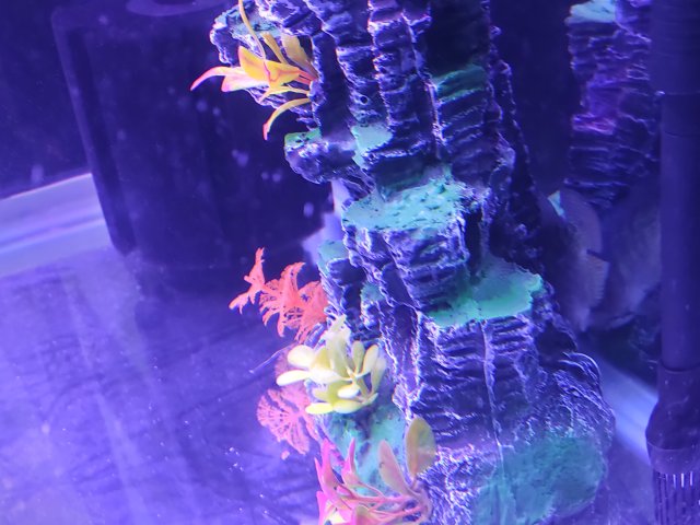 IMG_20191207_051223.jpg IMG_20191207_051223.jpg