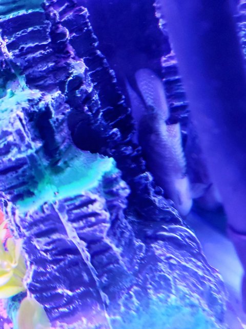 IMG_20191207_051247.jpg IMG_20191207_051247.jpg