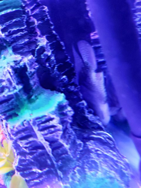 IMG_20191207_051250.jpg IMG_20191207_051250.jpg