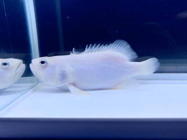 Platinum Grouper Short Body 2.jpg