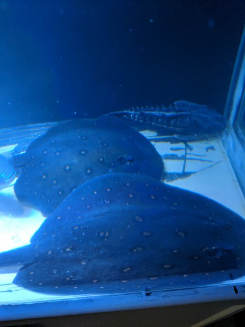 IMG_20191122_153514_01.jpg IMG_20191122_153514_01.jpg