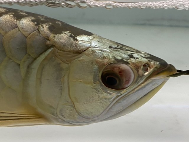 8E19091A-4ED5-4F1C-A7BB-984050B9A1F4.jpeg 8E19091A-4ED5-4F1C-A7BB-984050B9A1F4.jpeg