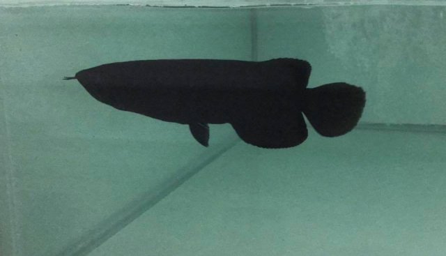 Melanistic Asian Arowana 3.jpg