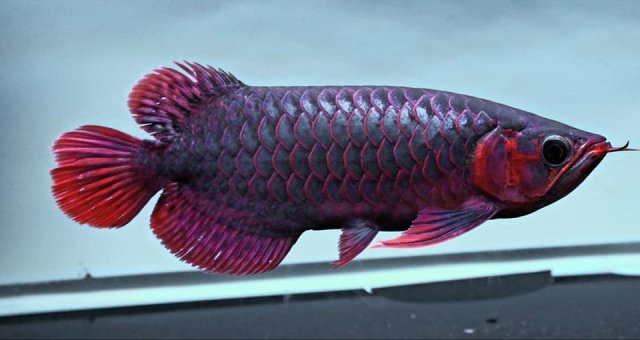 Black n Red Arowana.jpg