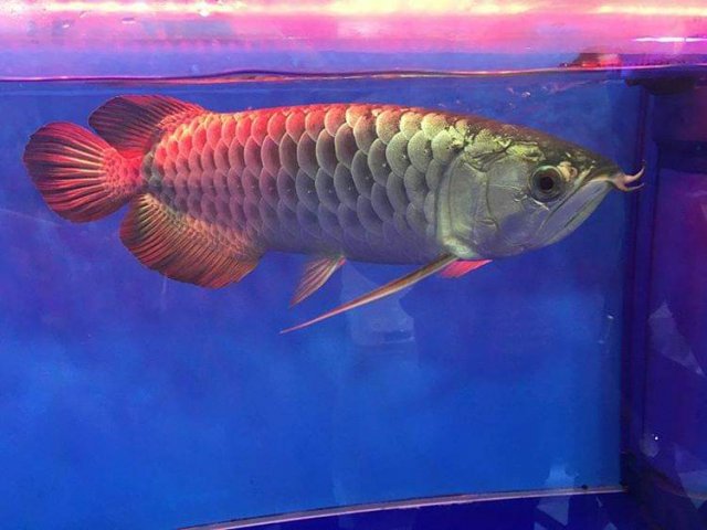 received_451118015837932.jpeg