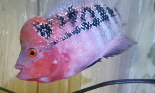 ruby tube.PNG