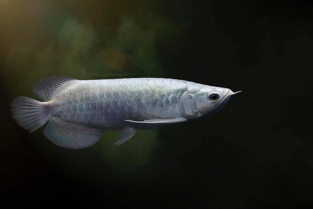 Platinum Asian Arowana Gold 2.jpg