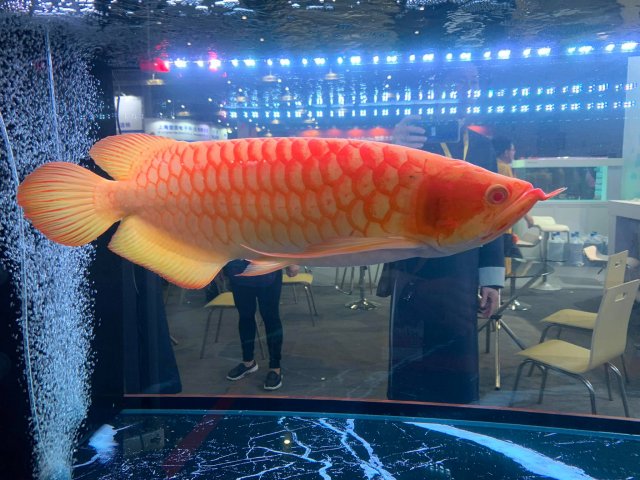 Albino Asian Arowana Red 5.jpg