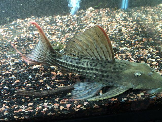 40F3DF33-1543-4373-B83A-F3528AF51E7B.jpeg 40F3DF33-1543-4373-B83A-F3528AF51E7B.jpeg