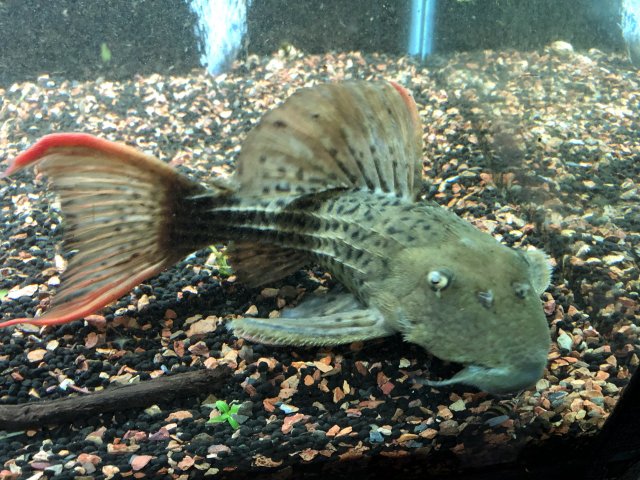 30EA5DC5-3AB5-4046-844A-E23CF610CD5F.jpeg 30EA5DC5-3AB5-4046-844A-E23CF610CD5F.jpeg