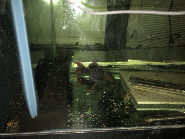 F962BCC9-BE40-4A5B-A2E7-24A46C3580F7.jpeg F962BCC9-BE40-4A5B-A2E7-24A46C3580F7.jpeg