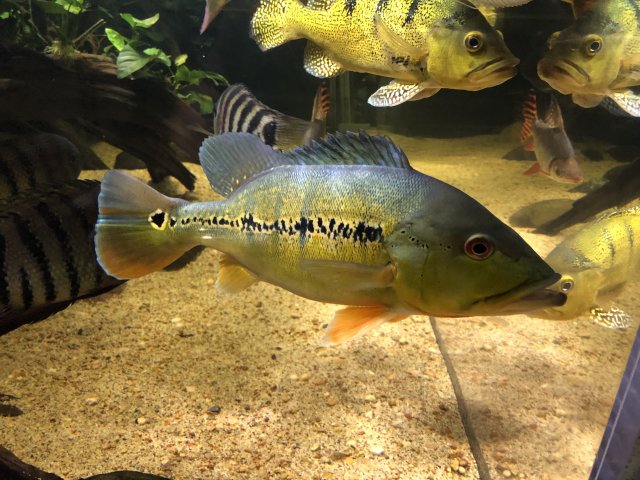 E6D93688-BFCE-4C94-AD17-01A59A83FB6C.jpeg E6D93688-BFCE-4C94-AD17-01A59A83FB6C.jpeg