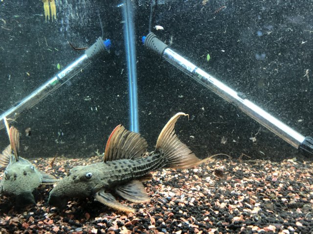 10A8B5CE-2933-444F-9091-742DB83A957D.jpeg 10A8B5CE-2933-444F-9091-742DB83A957D.jpeg