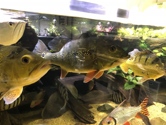 1B62B742-2271-4198-B46C-EE1915D1FB75.jpeg 1B62B742-2271-4198-B46C-EE1915D1FB75.jpeg