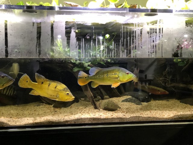 5BF72D02-0851-4430-A97F-BA9B28D9172D.jpeg 5BF72D02-0851-4430-A97F-BA9B28D9172D.jpeg