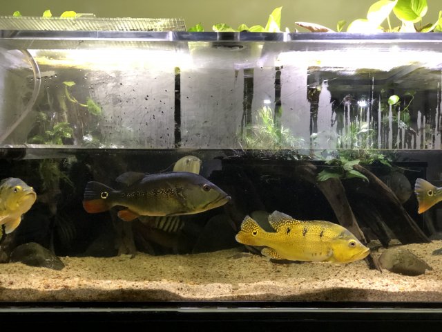 D7CBADFD-BA3C-4A2A-AB03-EE50740906AE.jpeg D7CBADFD-BA3C-4A2A-AB03-EE50740906AE.jpeg