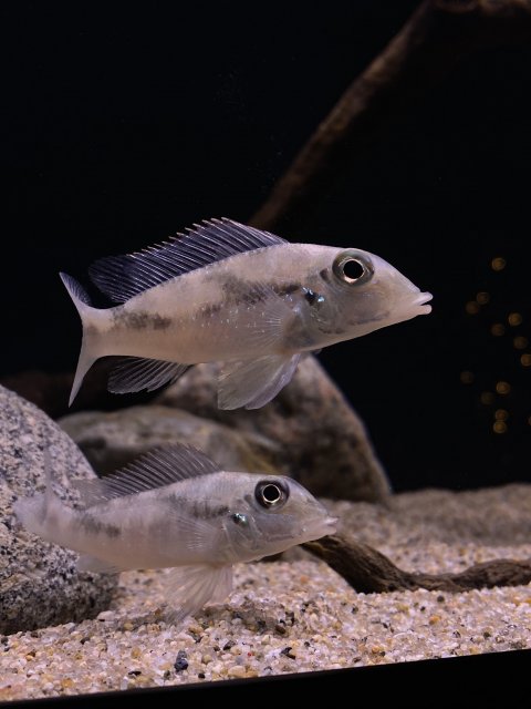 4D0C5844-6BB7-43DB-A7C8-947B8A5C65A7.jpeg 4D0C5844-6BB7-43DB-A7C8-947B8A5C65A7.jpeg