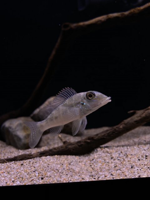 1411BA0B-4AA4-4383-B8A8-1AFEF27E820B.jpeg 1411BA0B-4AA4-4383-B8A8-1AFEF27E820B.jpeg