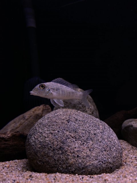 130B1E59-0709-46D2-BED4-875BF5392925.jpeg 130B1E59-0709-46D2-BED4-875BF5392925.jpeg