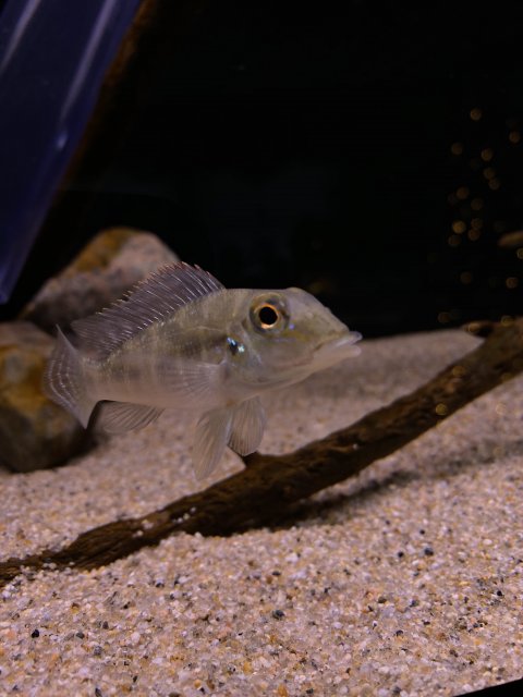 ED46C36C-22E1-43FF-97D0-5E9F6DE13119.jpeg ED46C36C-22E1-43FF-97D0-5E9F6DE13119.jpeg