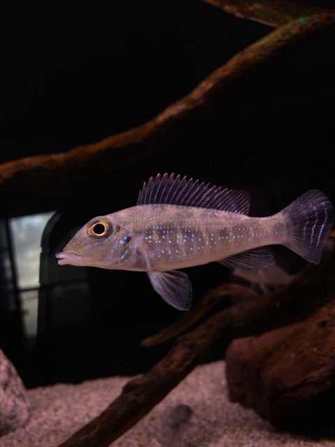 C322208D-16EF-4A3E-BA37-8D702A1DC5B7.jpeg C322208D-16EF-4A3E-BA37-8D702A1DC5B7.jpeg