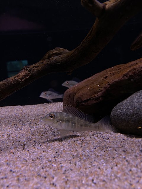 D03A169E-EFE9-469F-8AFD-A59AC546E728.jpeg D03A169E-EFE9-469F-8AFD-A59AC546E728.jpeg