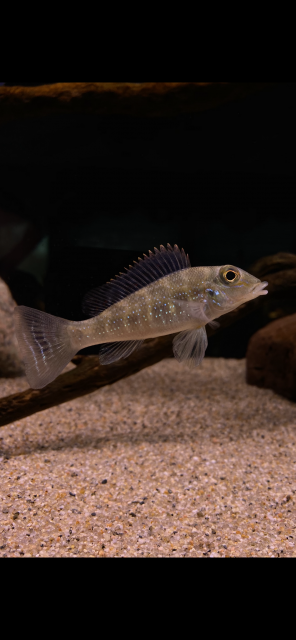 625A00A6-748B-49E7-93A5-8CD5A2FDDCA9.png 625A00A6-748B-49E7-93A5-8CD5A2FDDCA9.png