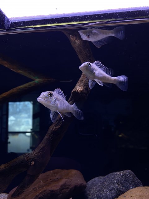 D4D4740E-B710-46BE-91B0-86F9C754AB0B.jpeg D4D4740E-B710-46BE-91B0-86F9C754AB0B.jpeg