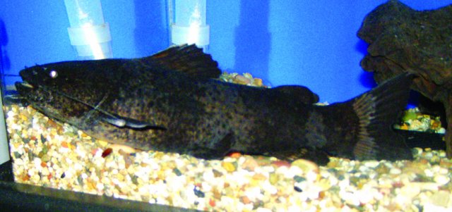 Black one -5.JPG