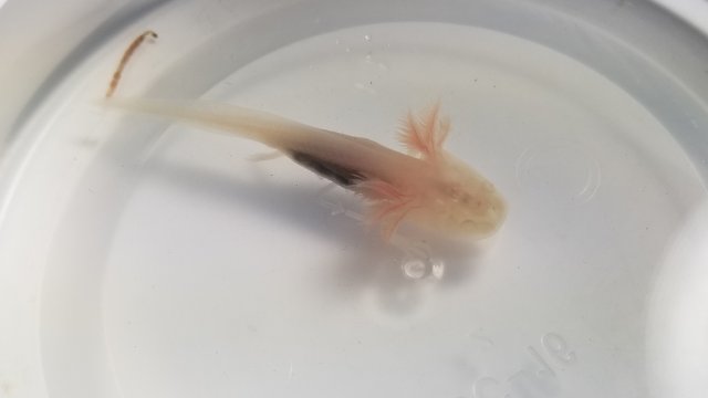 For Sale Juvenile Axolotl Monsterfishkeepers Com For Sale Juvenile Axolotl Monsterfishkeepers Com