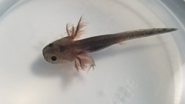 Axanthic melanoid.jpg
