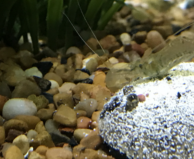 Shrimp arm deep.png