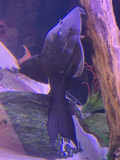 D0EA8F98-5958-4B00-A877-F94EE885446B.jpeg D0EA8F98-5958-4B00-A877-F94EE885446B.jpeg