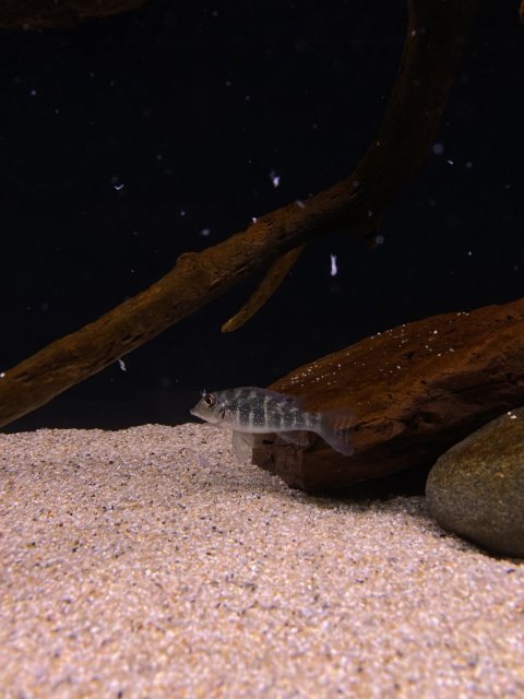 7C2D24F3-C778-422A-AAED-134A4FE1E90A.jpeg 7C2D24F3-C778-422A-AAED-134A4FE1E90A.jpeg