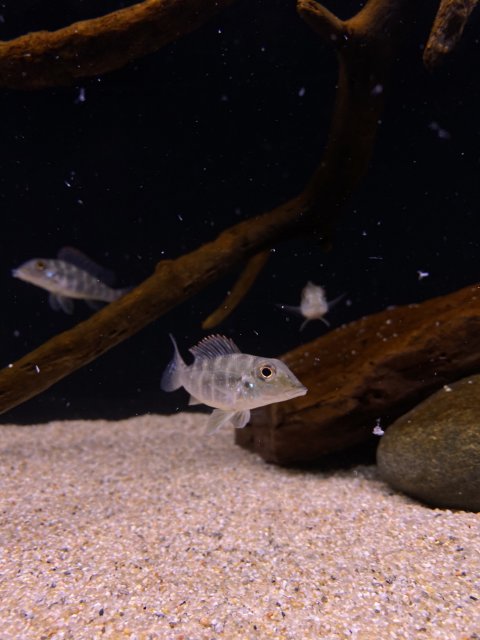 8BE8C6EE-2F91-402E-B5EF-B0D75DDA6810.jpeg 8BE8C6EE-2F91-402E-B5EF-B0D75DDA6810.jpeg